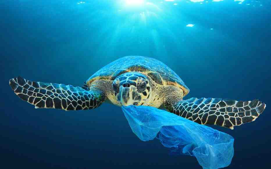 Quelles sont les causes de la pollution marine?