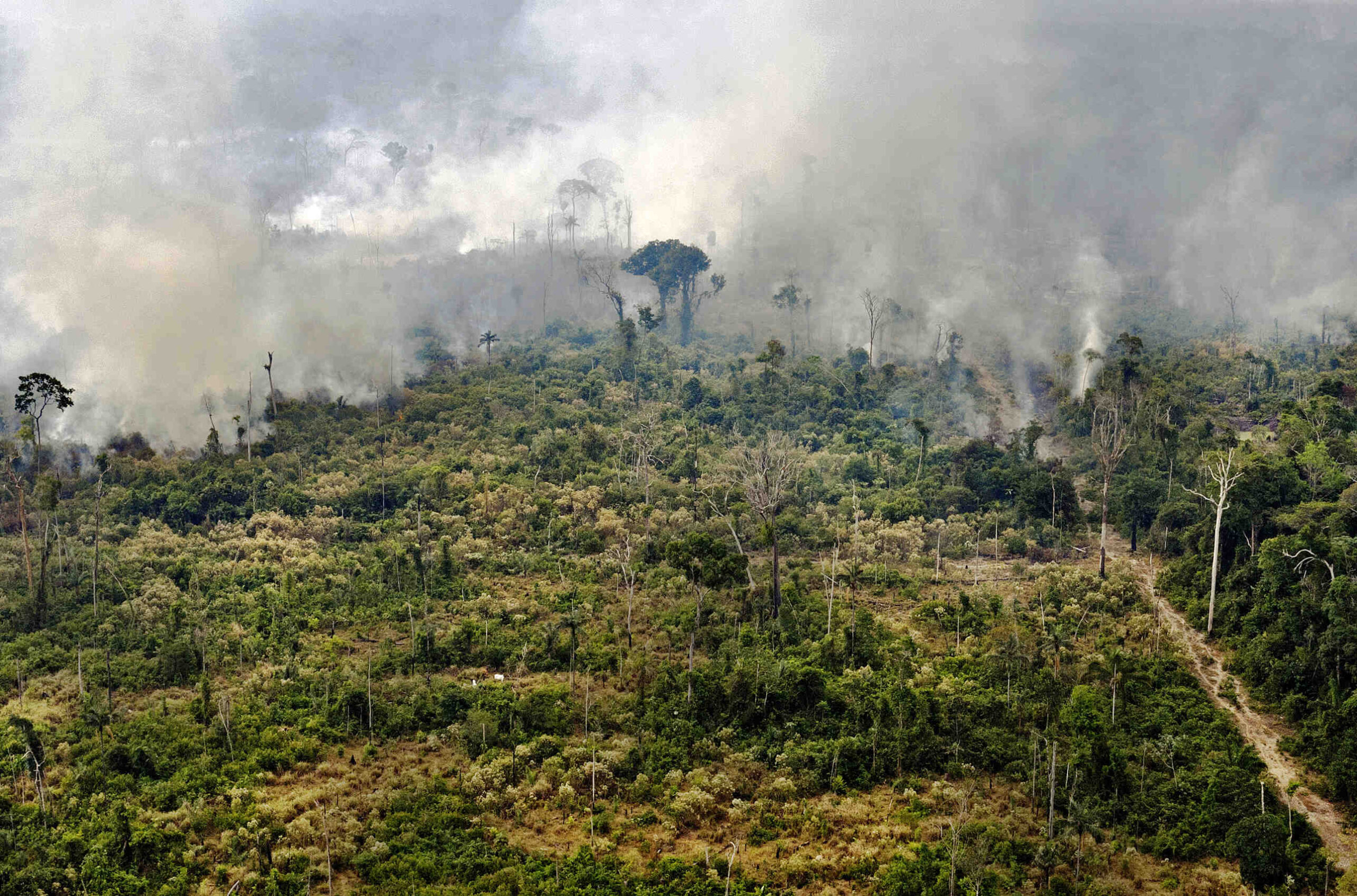 Quels sont les dangers qui menacent la forêt?