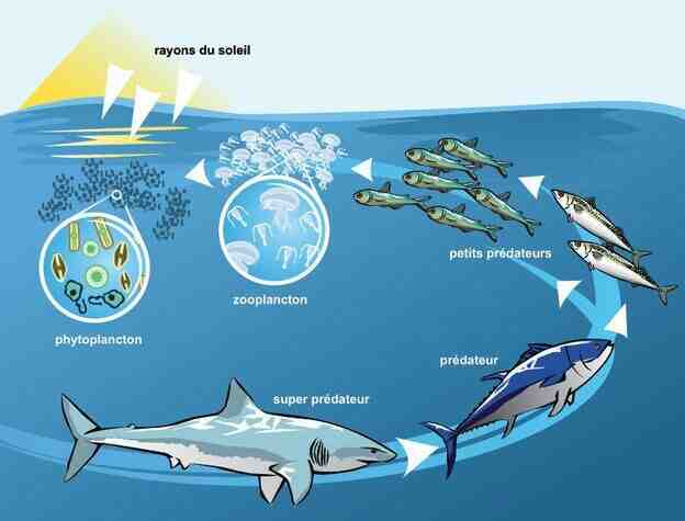 Quelles sont les conséquences de la pollution des océans ?