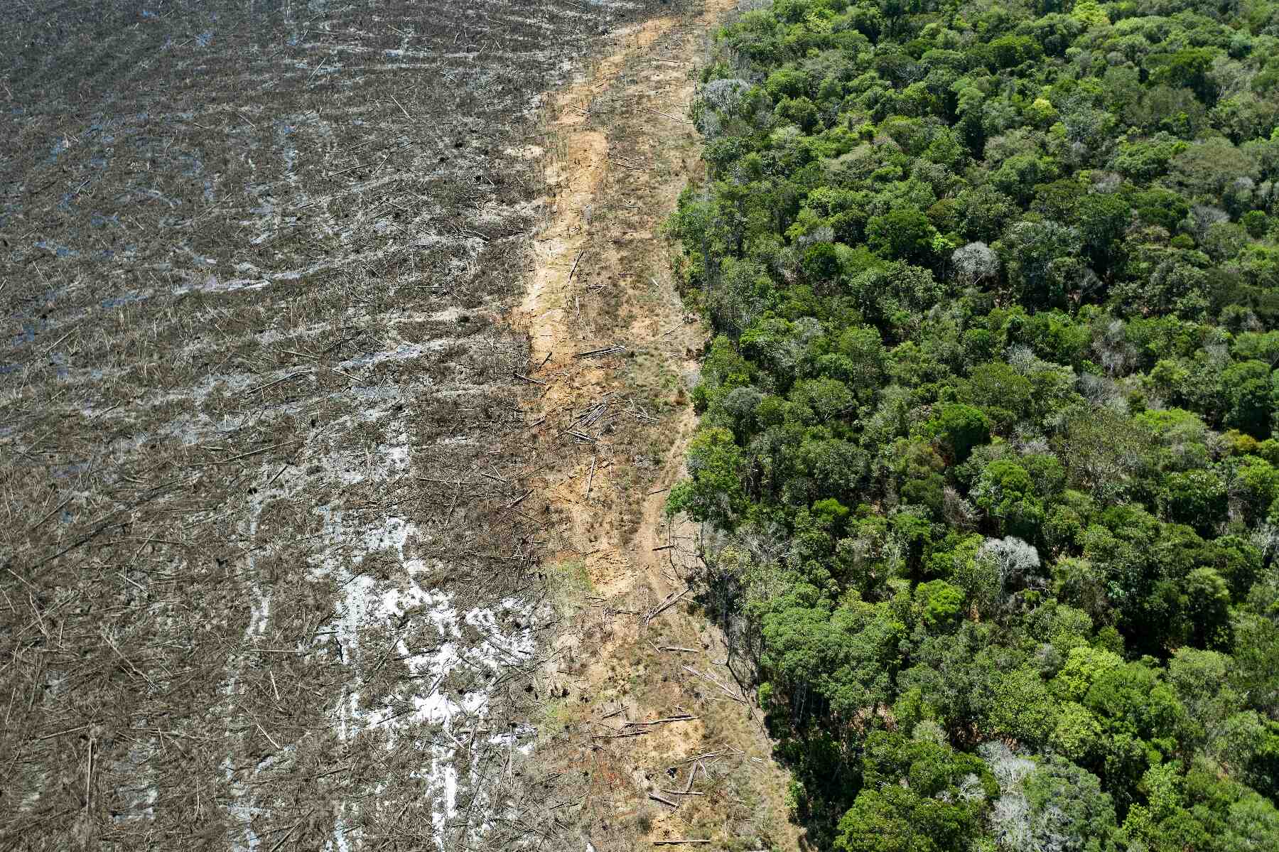 Quels sont les impacts environnementaux dus à la quantité de forêt ?
